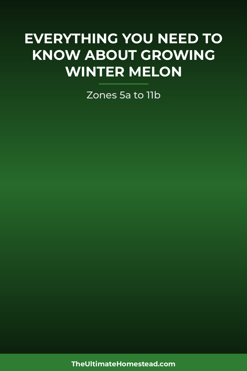 Winter Melon Planting Guide