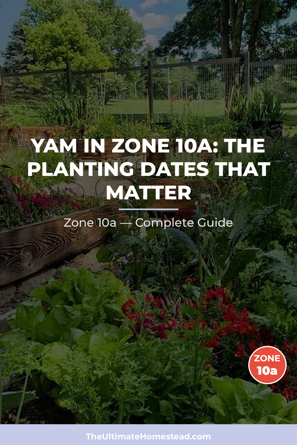 When to Plant Yam in Zone 10a