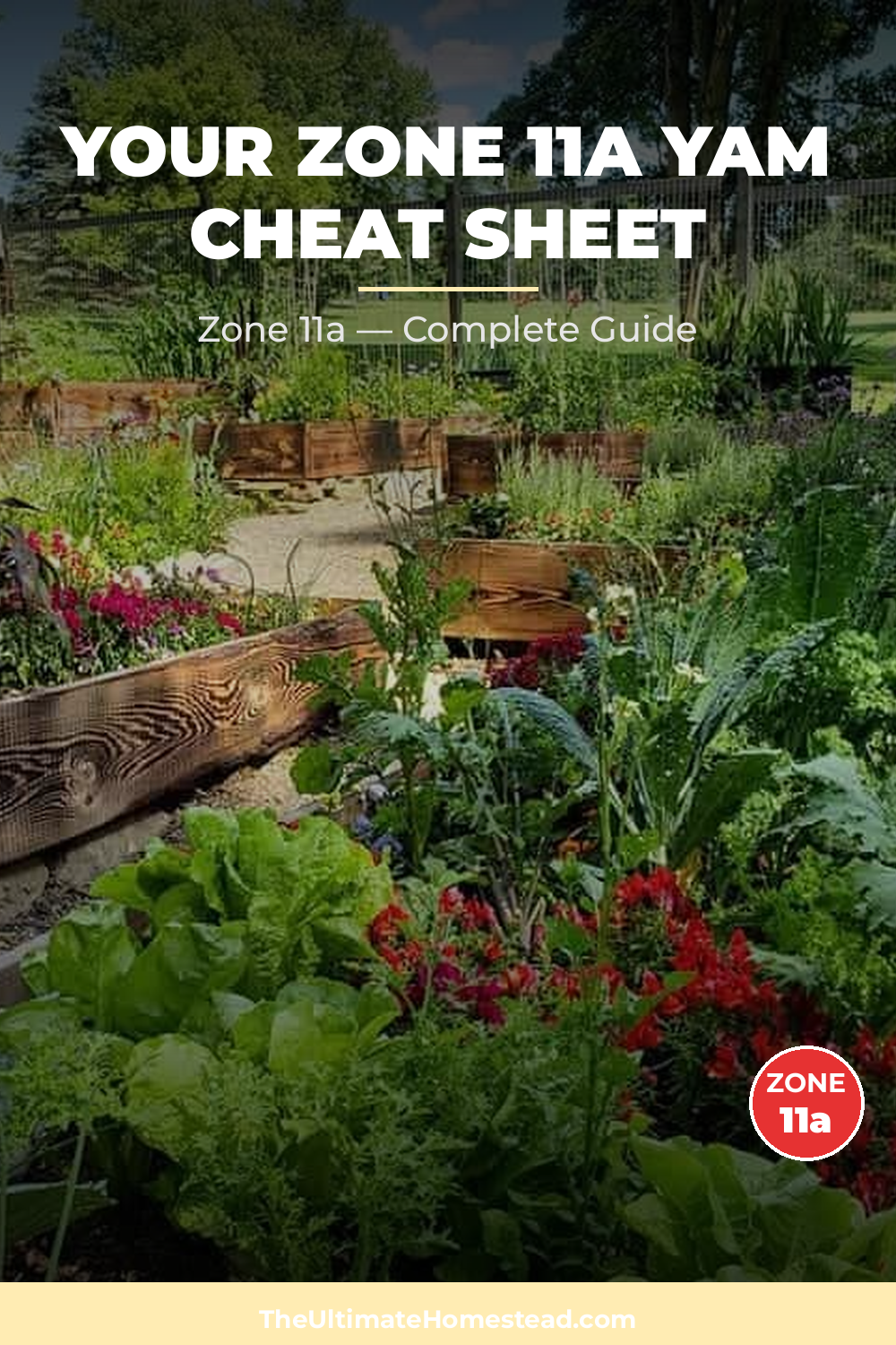 When to Plant Yam in Zone 11a