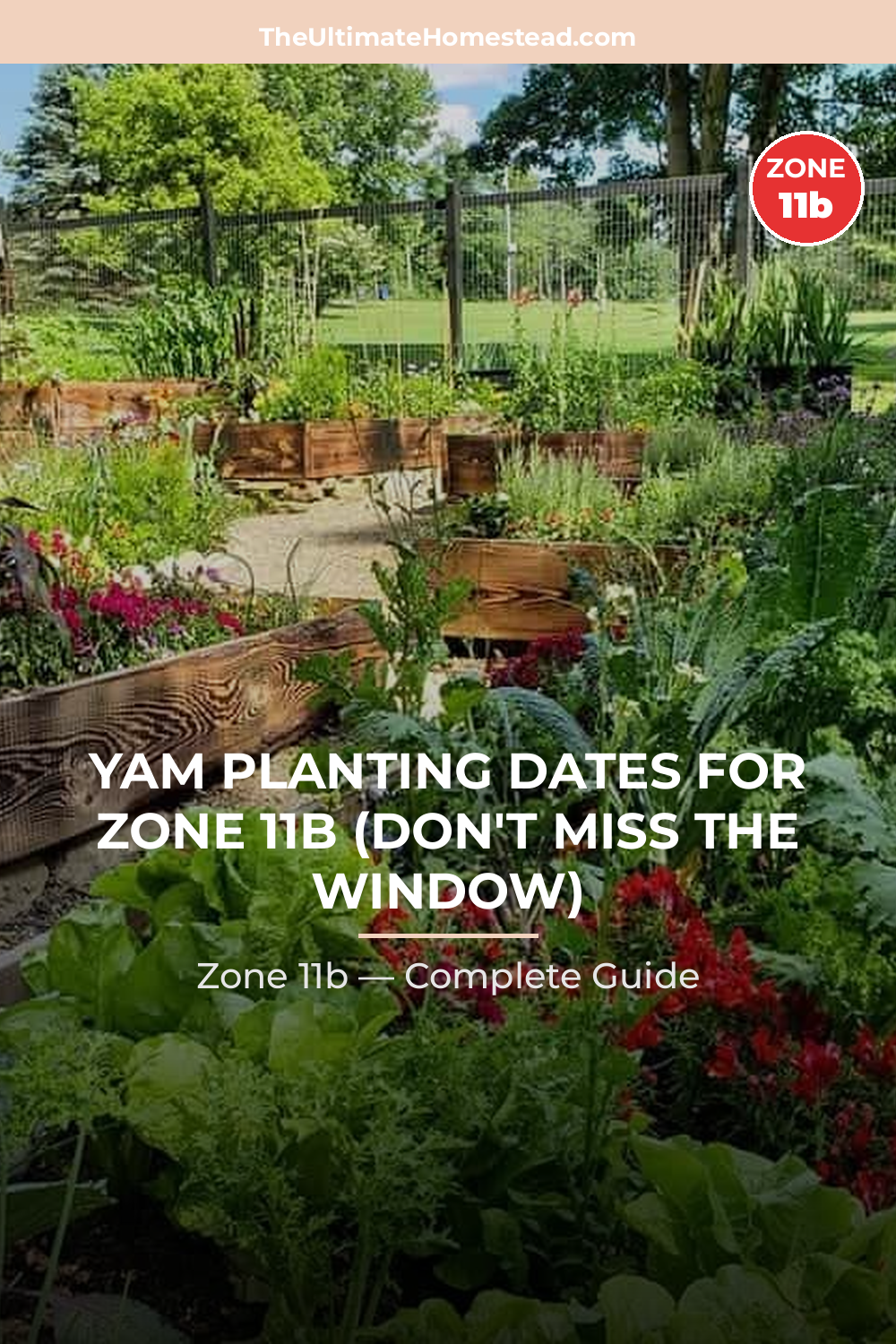 When to Plant Yam in Zone 11b
