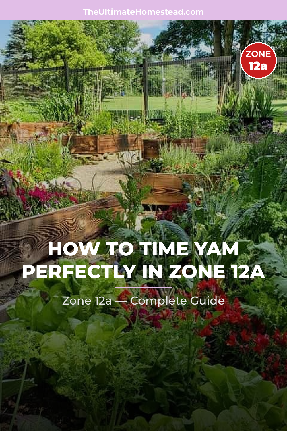 When to Plant Yam in Zone 12a