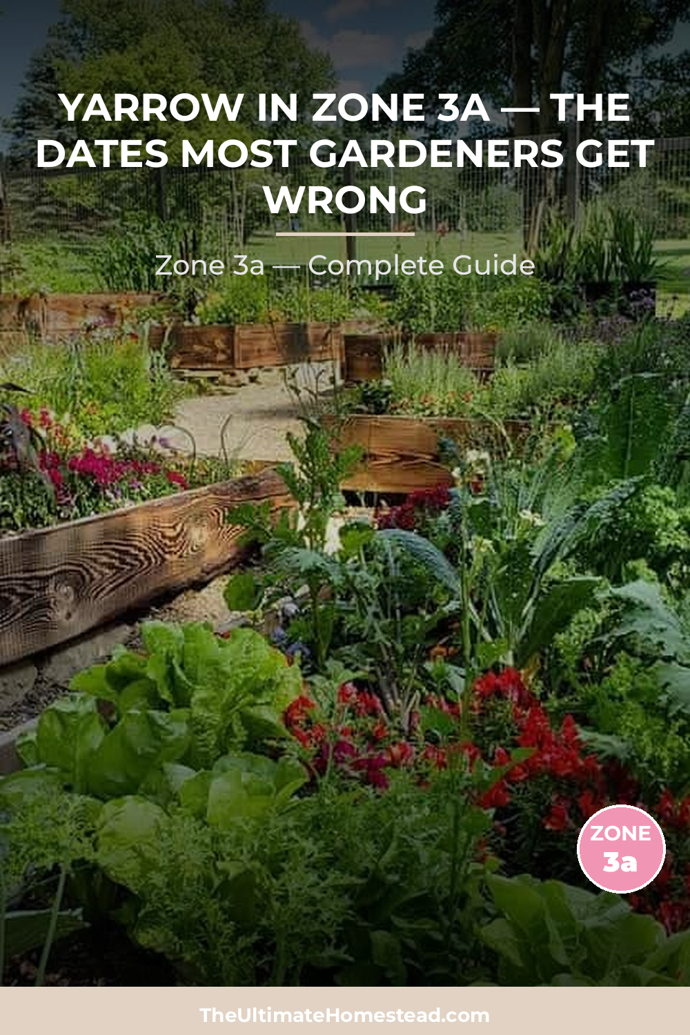 When to Plant Yarrow in Zone 3a