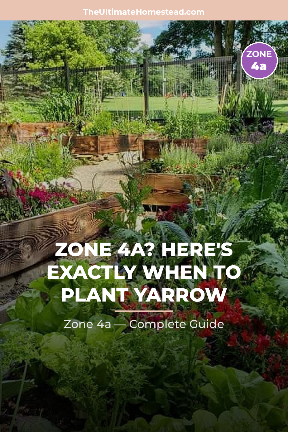 When to Plant Yarrow in Zone 4a