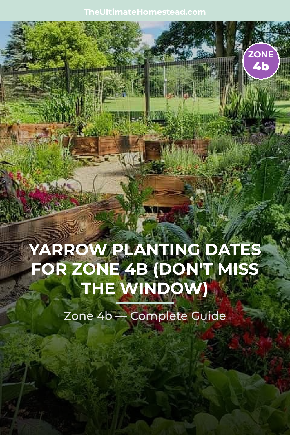 When to Plant Yarrow in Zone 4b