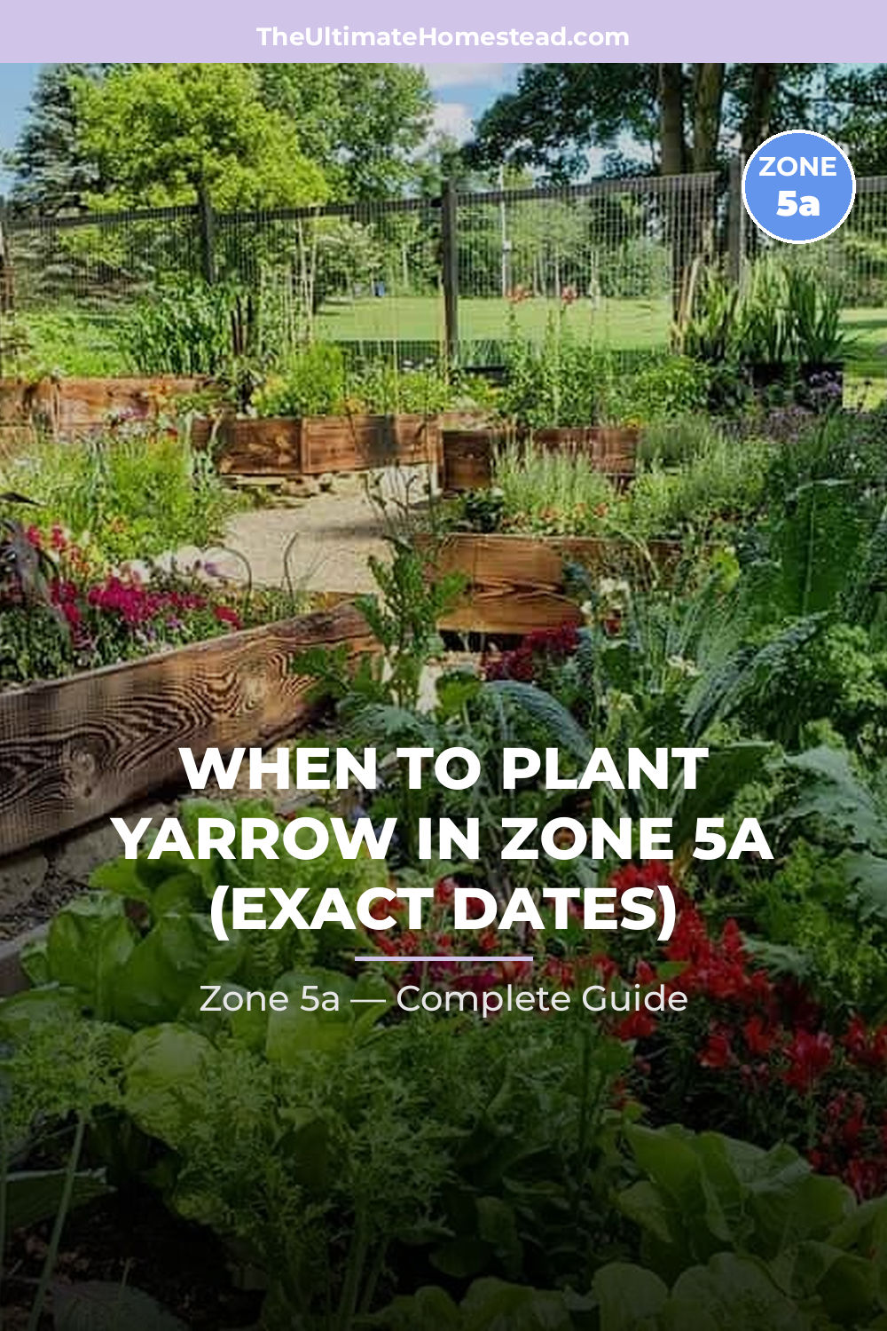 When to Plant Yarrow in Zone 5a