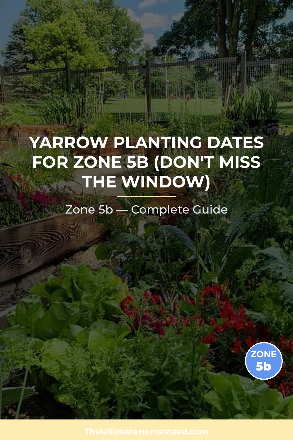 When to Plant Yarrow in Zone 5b