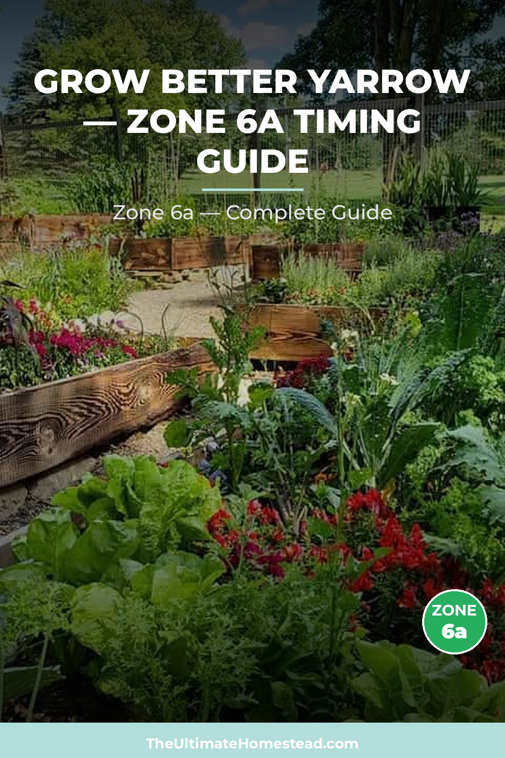 When to Plant Yarrow in Zone 6a