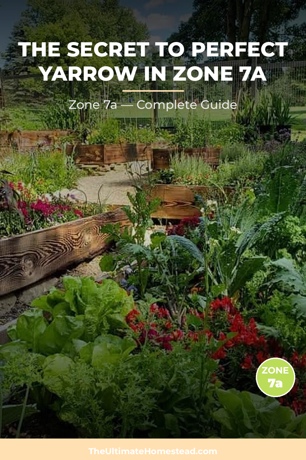 When to Plant Yarrow in Zone 7a