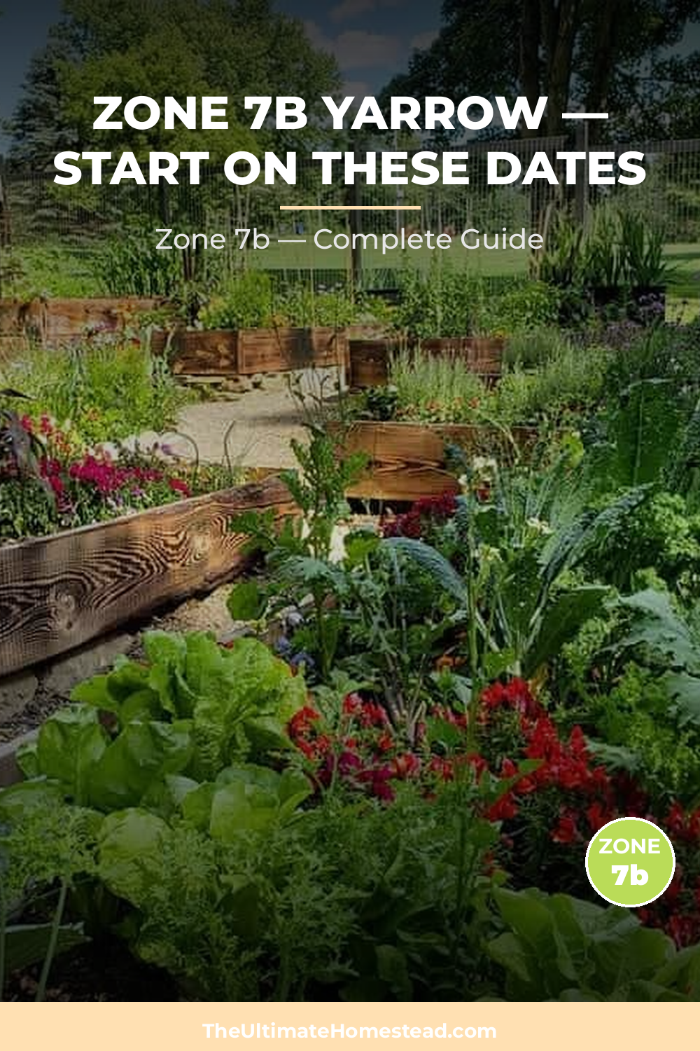 When to Plant Yarrow in Zone 7b
