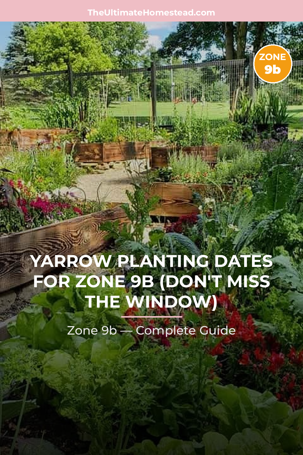 When to Plant Yarrow in Zone 9b